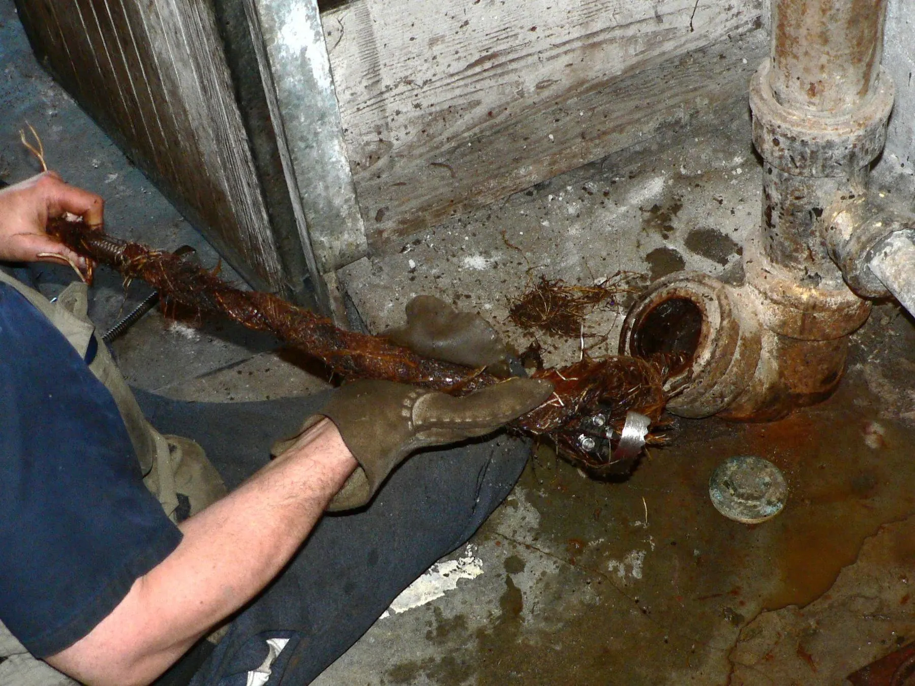Tree roots being pulled out of an old cast-iron drain pipe